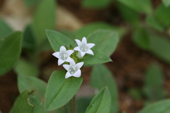 Richardia scabra